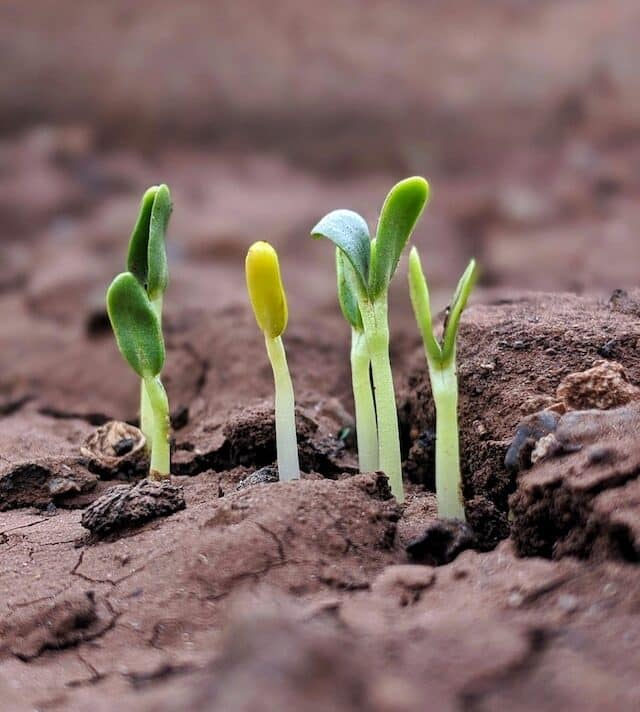 Green and yellow sprouts, planted in a patch of dusty, reddish-brown earth. The leaves are starting to form, the beginning of happy growth.