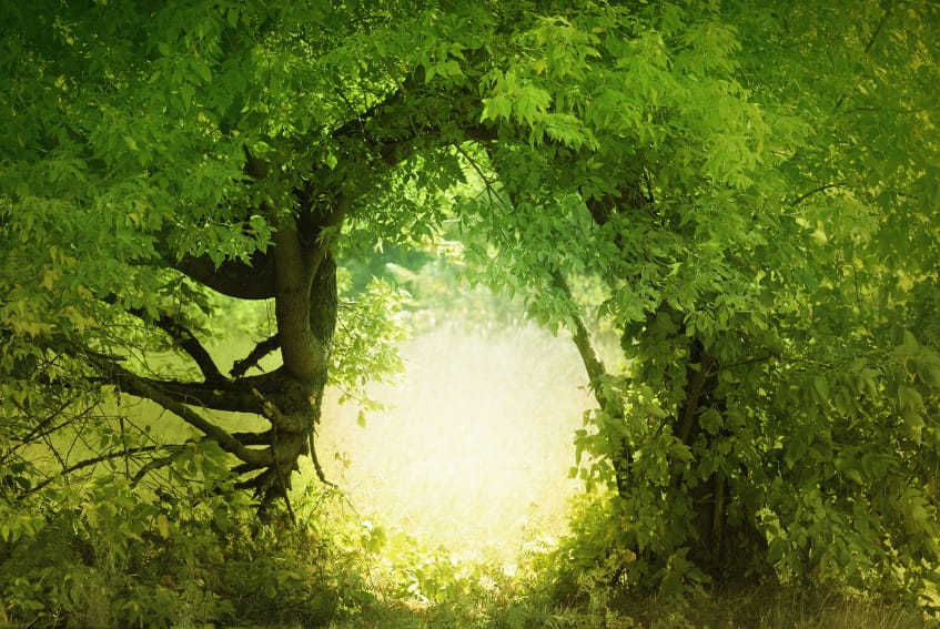 A beautiful, green forest, with a bright, yellow light showing like the doorway of a hobbit house. A doorway to fairyland and faeries.