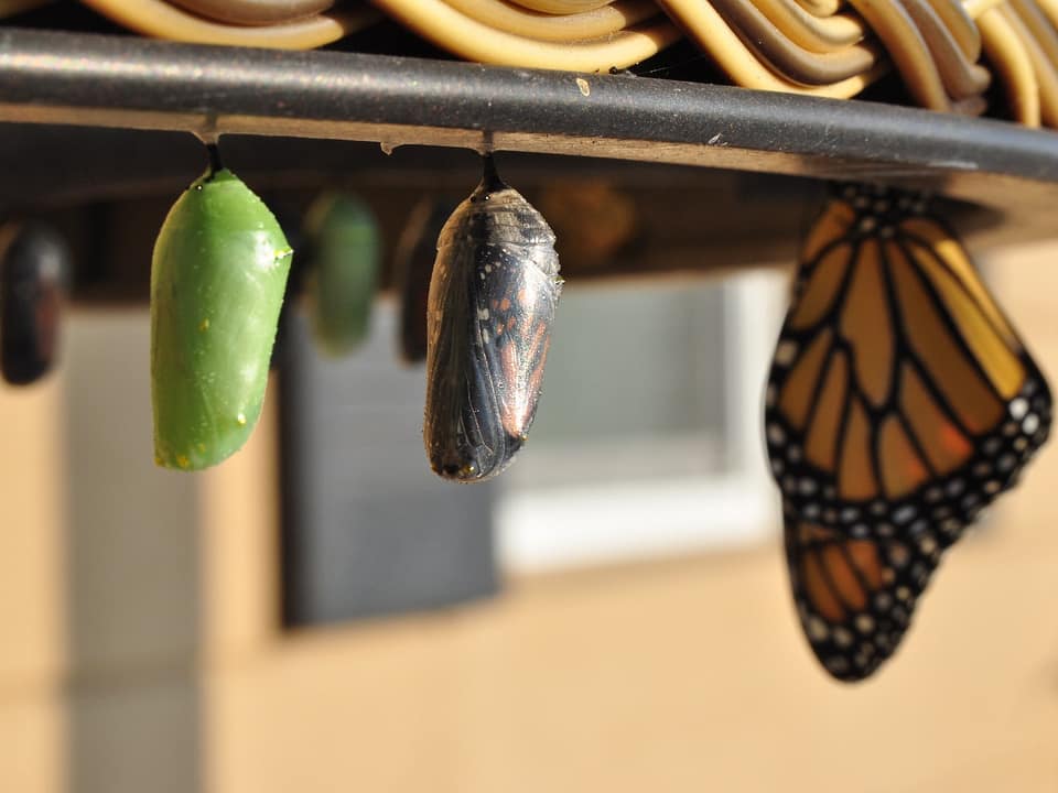 The different stages of a butterfly, from three stages of cocoons, to an orange and black butterfly. All hangin on a post or upside down on a table.