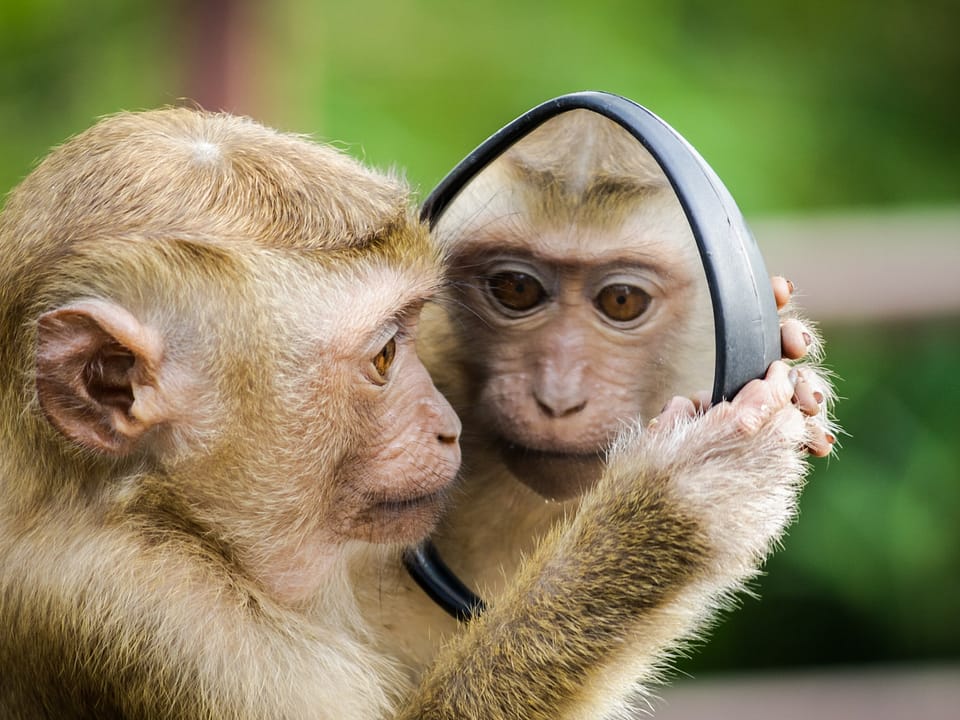 A monkey holding a mirror up to its face, with a mirror image peering back.