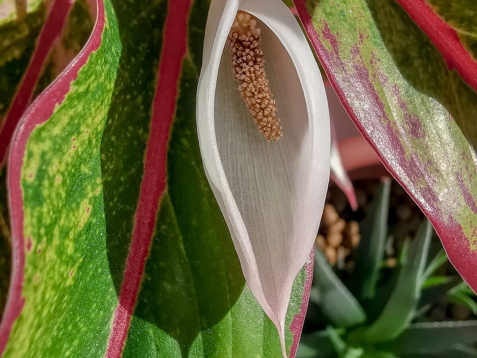 Flower imitating the female sex. Aglaonema Blossoms looking like female vagina, vulva symbol. Selective focus.