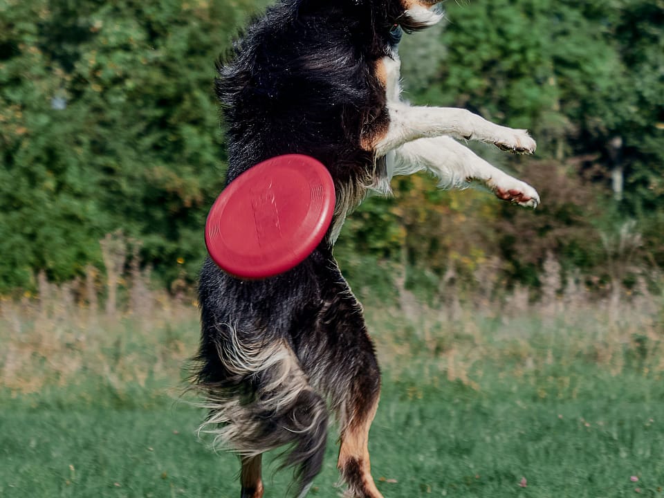 A black and white dog jumping up to catch a red frisbee, but misses.