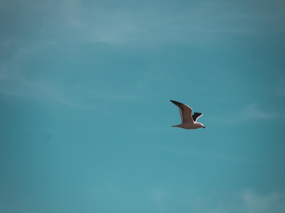 A black and white seagull soaring through the sky. The blue of the sky is sharp, with a sprinkling of clouds.
