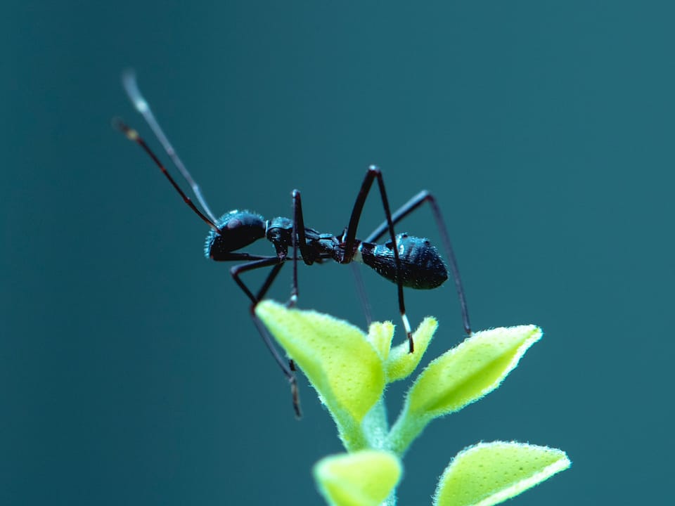 A black ant taking its time on a green leaf of a plant.