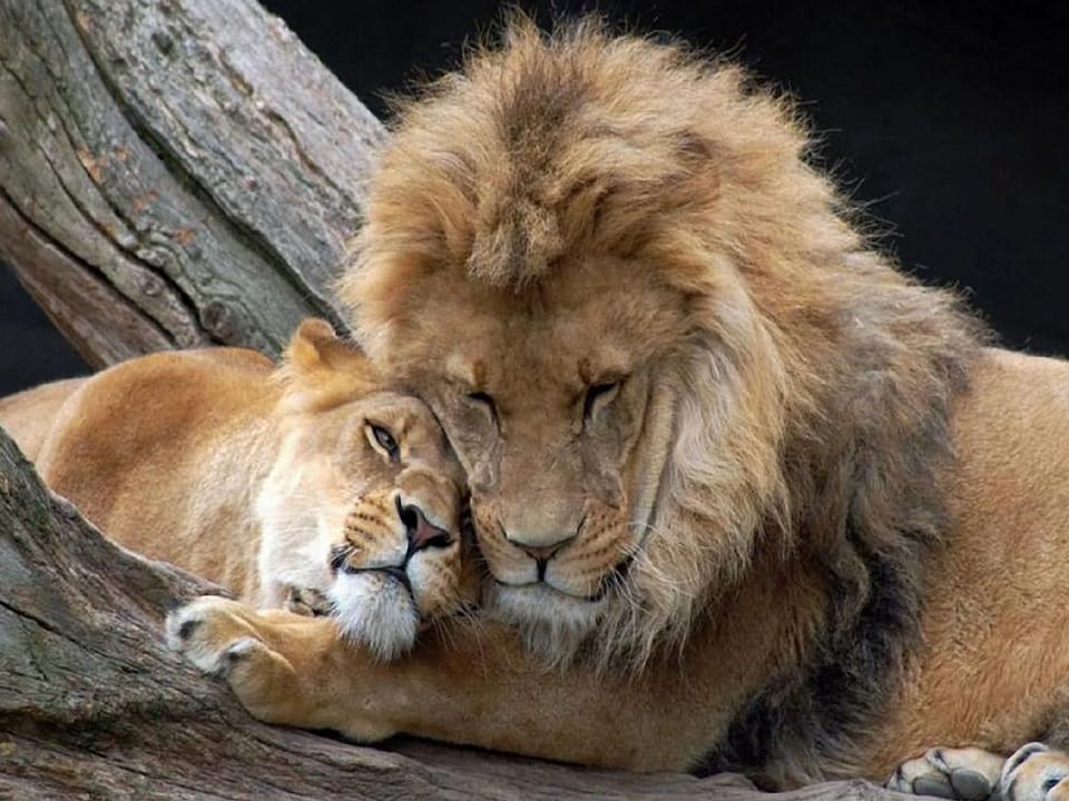 A female lion's head cradled in between a male's lion's paw. The lions' heads are cuddled up. They are lying on a gray tree.