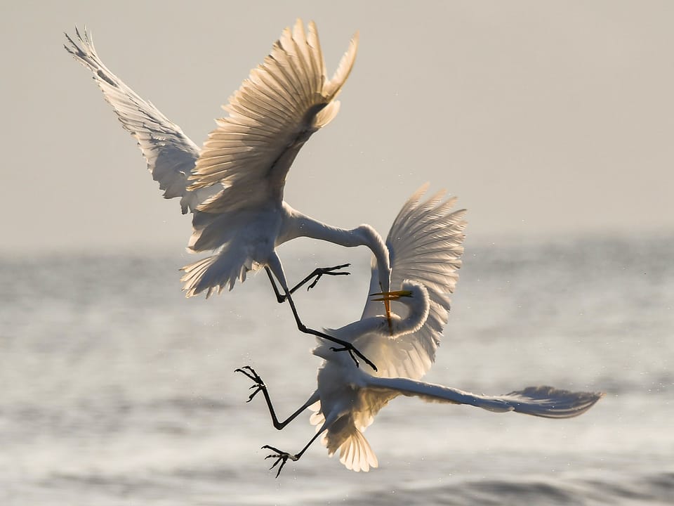 Two seabirds, colored white, yellow, and black in flight. They look like they're in a fight, pecking at each other over the ocean.