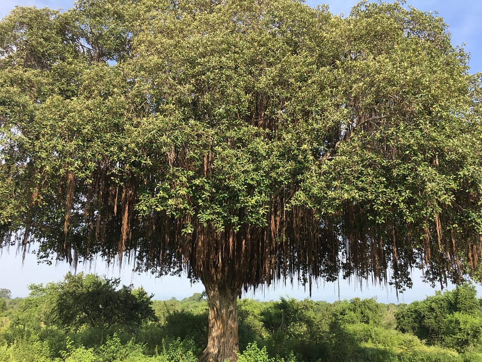 Gorgeous, giant banyan tree in Sri Lanka, in safari lands. The leaves are green and bountiful, like a warming bush. Looks like the tree of life.